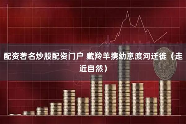 配资著名炒股配资门户 藏羚羊携幼崽渡河迁徙（走近自然）